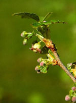 MSA RIBES NIGRUM 50 ML - pharmaluna