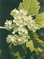 MSA CRATAEGUS OXYACA 50 ML - pharmaluna