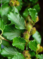 MSA FAGUS SYLVATICA 50 ML - pharmaluna