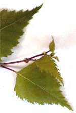 MSA BETULA VERRUCOSA 50 ML - pharmaluna