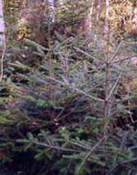 MSA ABIES PECTINATA 50 ML - pharmaluna