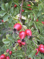 MSA ROSA CANINA 50 ML - pharmaluna