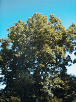 MSA FRAXINUS EXCELSIOR 50 ML - pharmaluna