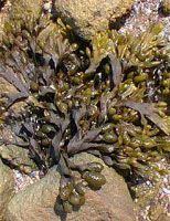 TSA FUCUS VESICULOSUS 50 ML - pharmaluna