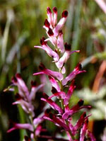 TSA FUMARIA OFFICINALIS 50 ML - pharmaluna