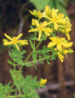 TSA HIPERICUM PERFORATUM 50 ML - pharmaluna