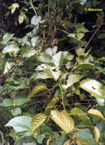 TSA UNCARIA TOMENTOSA 50 ML - pharmaluna