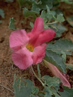 TSA HARPAGOPHYTUM 50 ML - pharmaluna