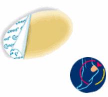 COMPEED VESCICHE CEROTTI FORMATO MEDIO 5 PEZZI - pharmaluna