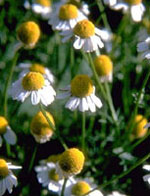 AZULIN GEL 40ML - pharmaluna