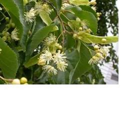 EIE TIGLIO 30 ML GOCCE - pharmaluna