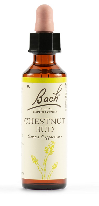 CHESTNUT BUD BACH ORIG 20 ML - pharmaluna